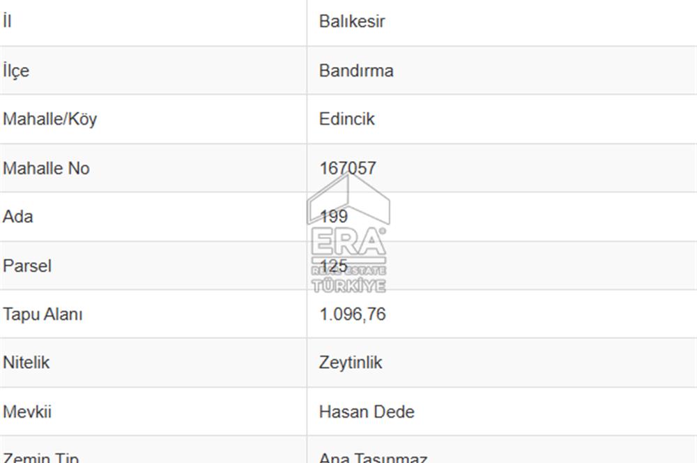 EDİNCİK’TE DENİZE 500M MESAFEDE | BAKIMLI & YÜKSEK VERİMLİ ZEYTİNLİK