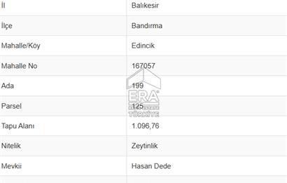 EDİNCİK’TE DENİZE 500M MESAFEDE | BAKIMLI & YÜKSEK VERİMLİ ZEYTİNLİK