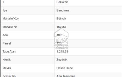 EDİNCİK’TE DENİZE 500M MESAFEDE | BAKIMLI & YÜKSEK VERİMLİ ZEYTİNLİK