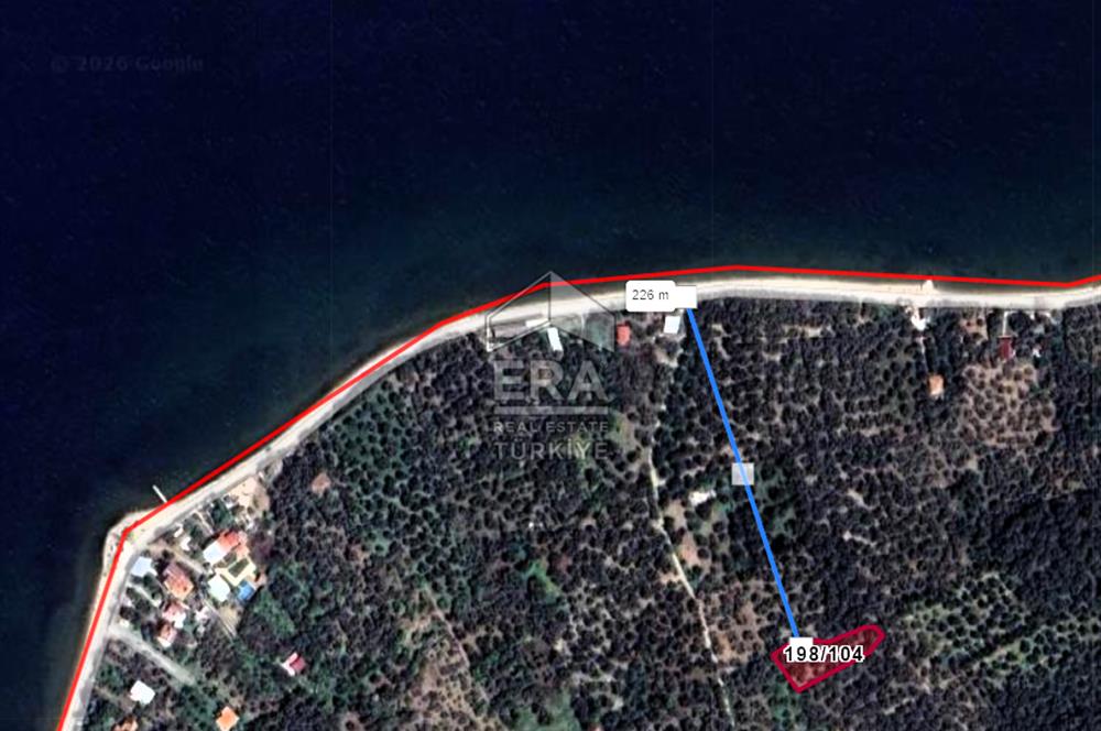 Era Söz'den Edincik'te Denize 200m Bakımlı Düz Zeytinlik