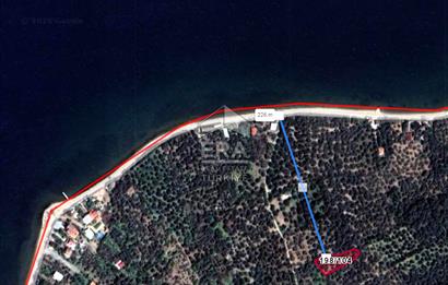 Era Söz'den Edincik'te Denize 200m Bakımlı Düz Zeytinlik