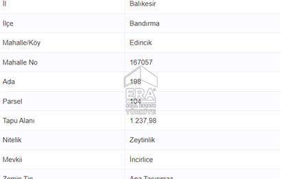 Era Söz'den Edincik'te Denize 200m Bakımlı Düz Zeytinlik