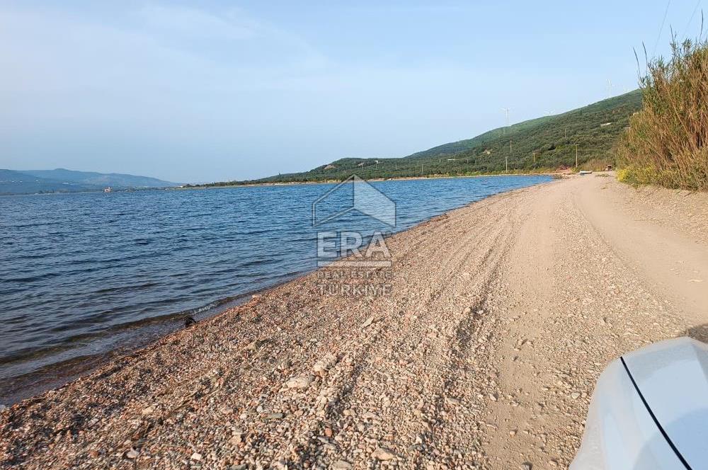 Era Söz'den Edincik'te Denize 200m Bakımlı Düz Zeytinlik