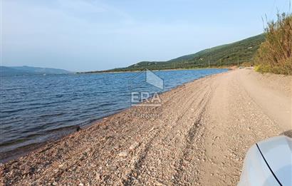 Era Söz'den Edincik'te Denize 200m Bakımlı Düz Zeytinlik