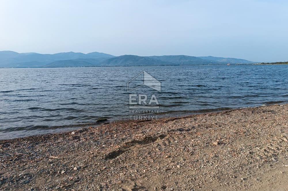 Era Söz'den Edincik'te Denize 200m Bakımlı Düz Zeytinlik