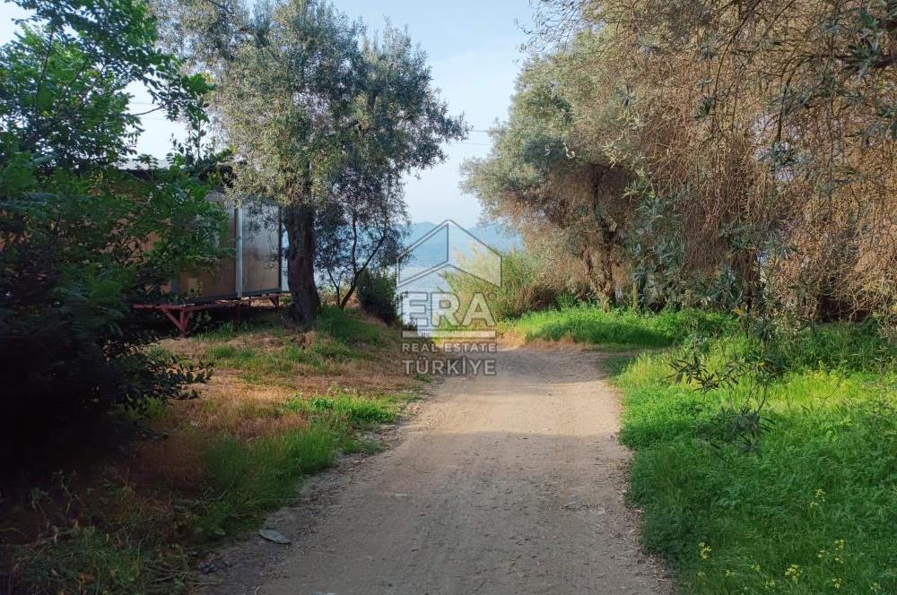 Era Söz'den Edincik'te Denize 200m Bakımlı Düz Zeytinlik