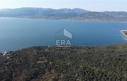 EDİNCİK’TE DENİZE 500M MESAFEDE | BAKIMLI & YÜKSEK VERİMLİ ZEYTİNLİK