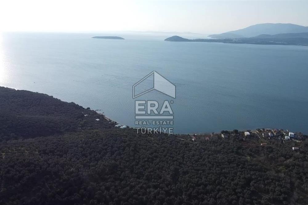 EDİNCİK’TE DENİZE 500M MESAFEDE | BAKIMLI & YÜKSEK VERİMLİ ZEYTİNLİK