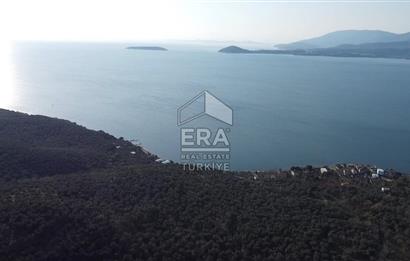 EDİNCİK’TE DENİZE 500M MESAFEDE | BAKIMLI & YÜKSEK VERİMLİ ZEYTİNLİK