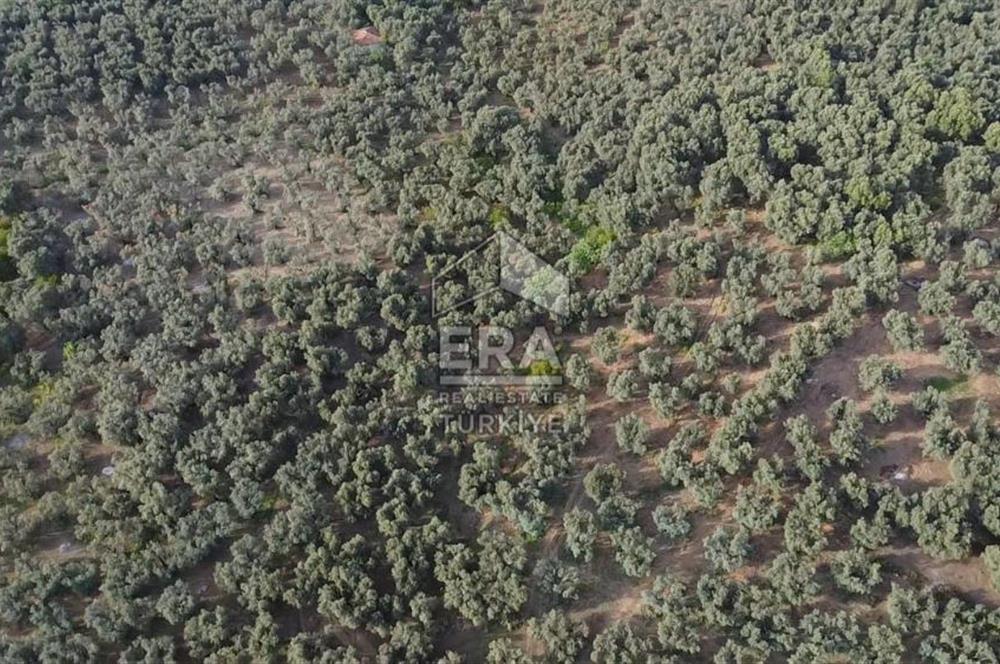 Era Söz'den Edincik'te Denize 200m Bakımlı Düz Zeytinlik
