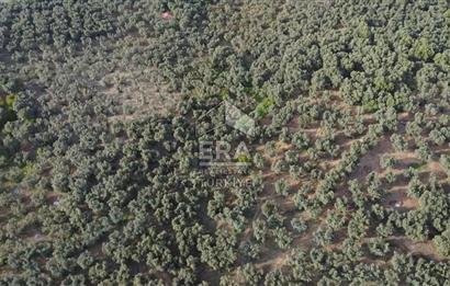 Era Söz'den Edincik'te Denize 200m Bakımlı Düz Zeytinlik