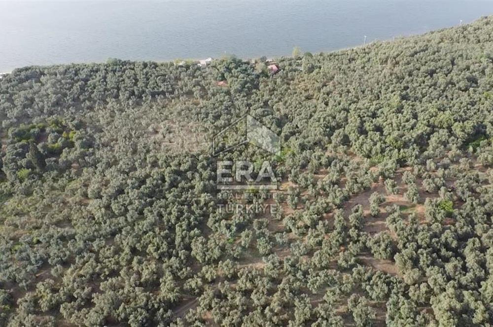 Era Söz'den Edincik'te Denize 200m Bakımlı Düz Zeytinlik