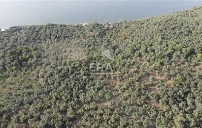 Era Söz'den Edincik'te Denize 200m Bakımlı Düz Zeytinlik