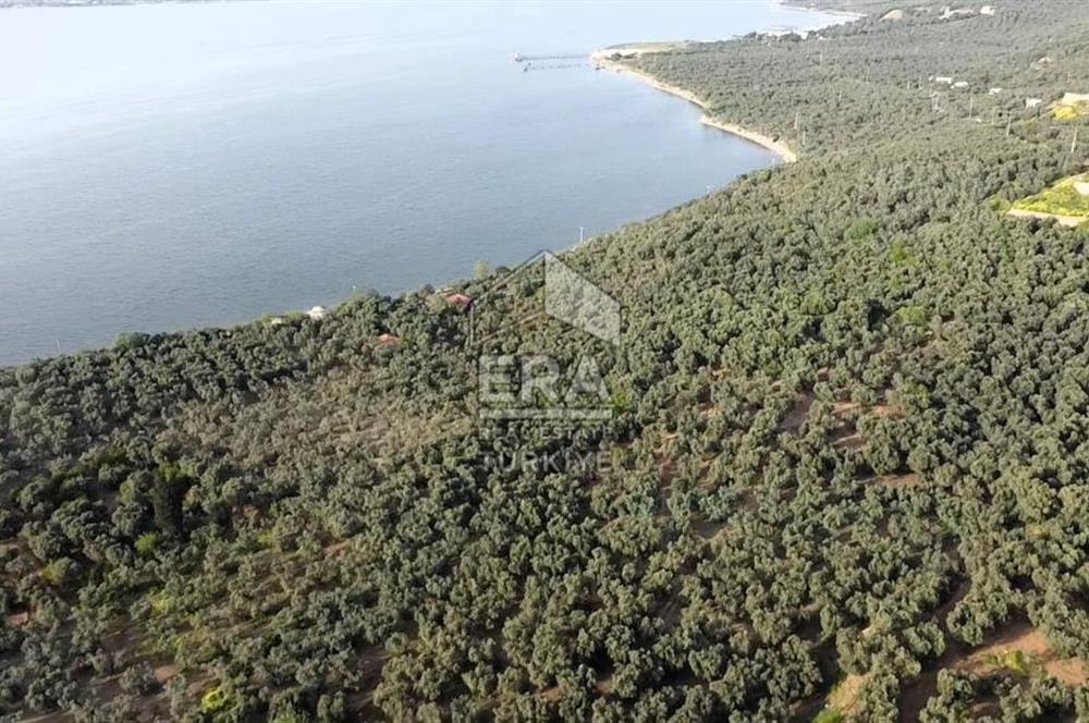Era Söz'den Edincik'te Denize 200m Bakımlı Düz Zeytinlik