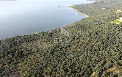 Era Söz'den Edincik'te Denize 200m Bakımlı Düz Zeytinlik