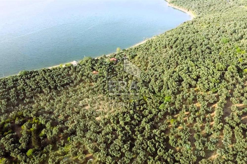 Era Söz'den Edincik'te Denize 200m Bakımlı Düz Zeytinlik