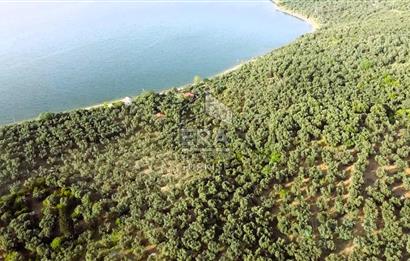 Era Söz'den Edincik'te Denize 200m Bakımlı Düz Zeytinlik