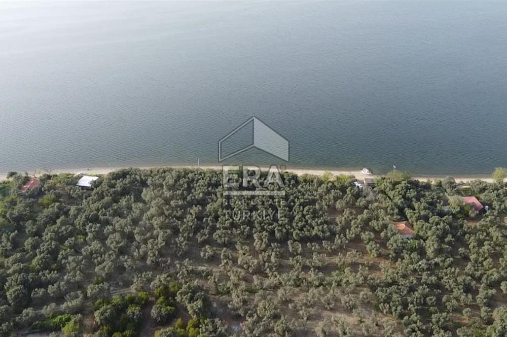 Era Söz'den Edincik'te Denize 200m Bakımlı Düz Zeytinlik