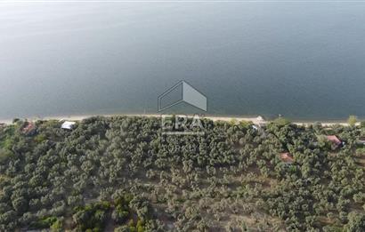 Era Söz'den Edincik'te Denize 200m Bakımlı Düz Zeytinlik