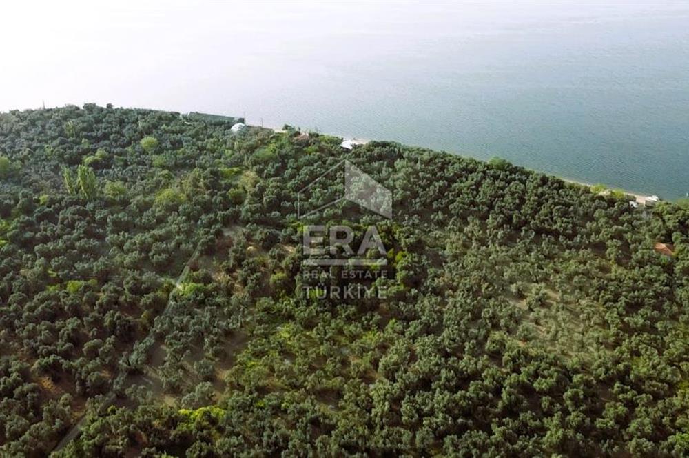Era Söz'den Edincik'te Denize 200m Bakımlı Düz Zeytinlik