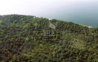 Era Söz'den Edincik'te Denize 200m Bakımlı Düz Zeytinlik