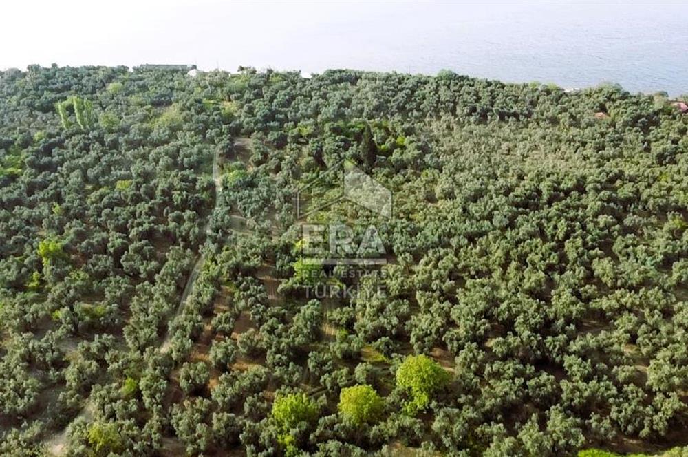 Era Söz'den Edincik'te Denize 200m Bakımlı Düz Zeytinlik
