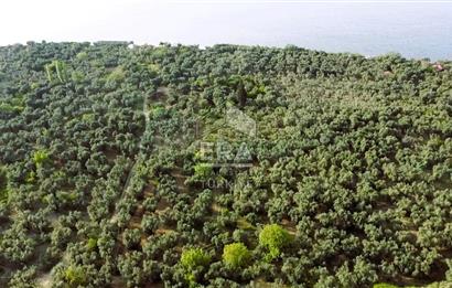 Era Söz'den Edincik'te Denize 200m Bakımlı Düz Zeytinlik