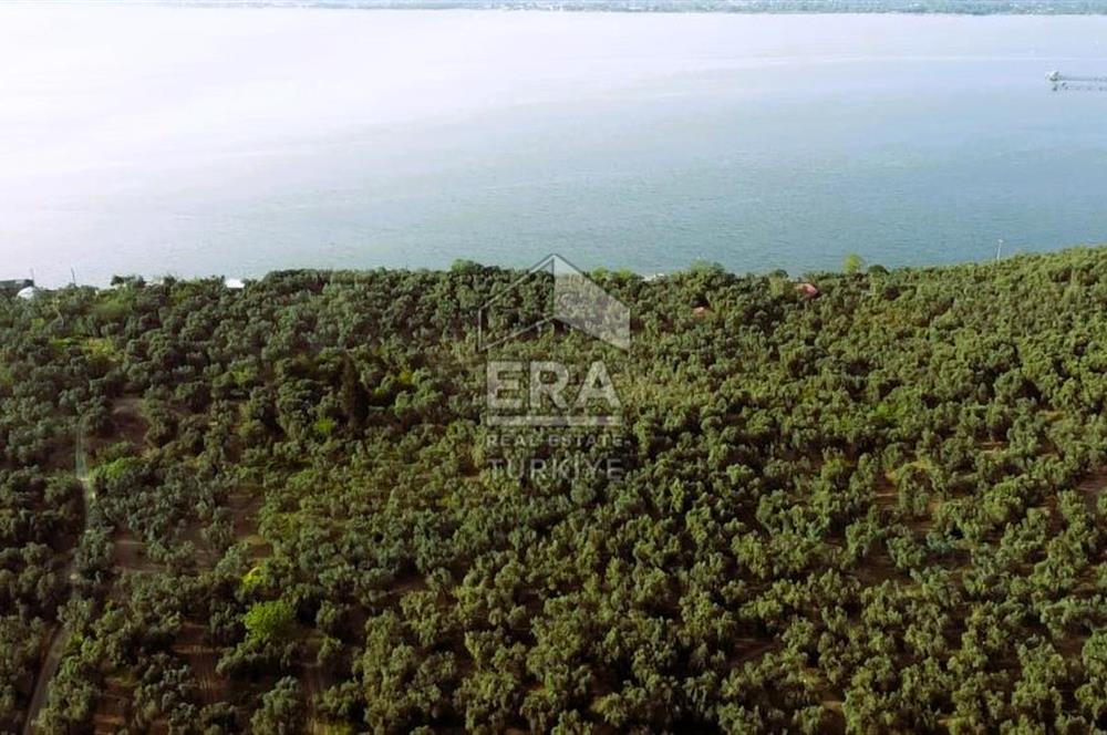 Era Söz'den Edincik'te Denize 200m Bakımlı Düz Zeytinlik