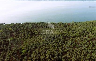 Era Söz'den Edincik'te Denize 200m Bakımlı Düz Zeytinlik