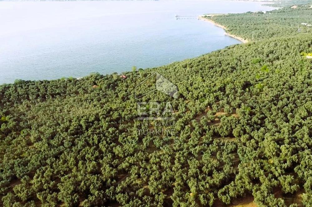 Era Söz'den Edincik'te Denize 200m Bakımlı Düz Zeytinlik