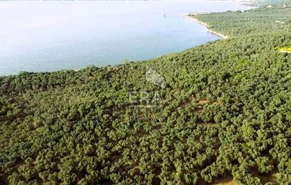 Era Söz'den Edincik'te Denize 200m Bakımlı Düz Zeytinlik