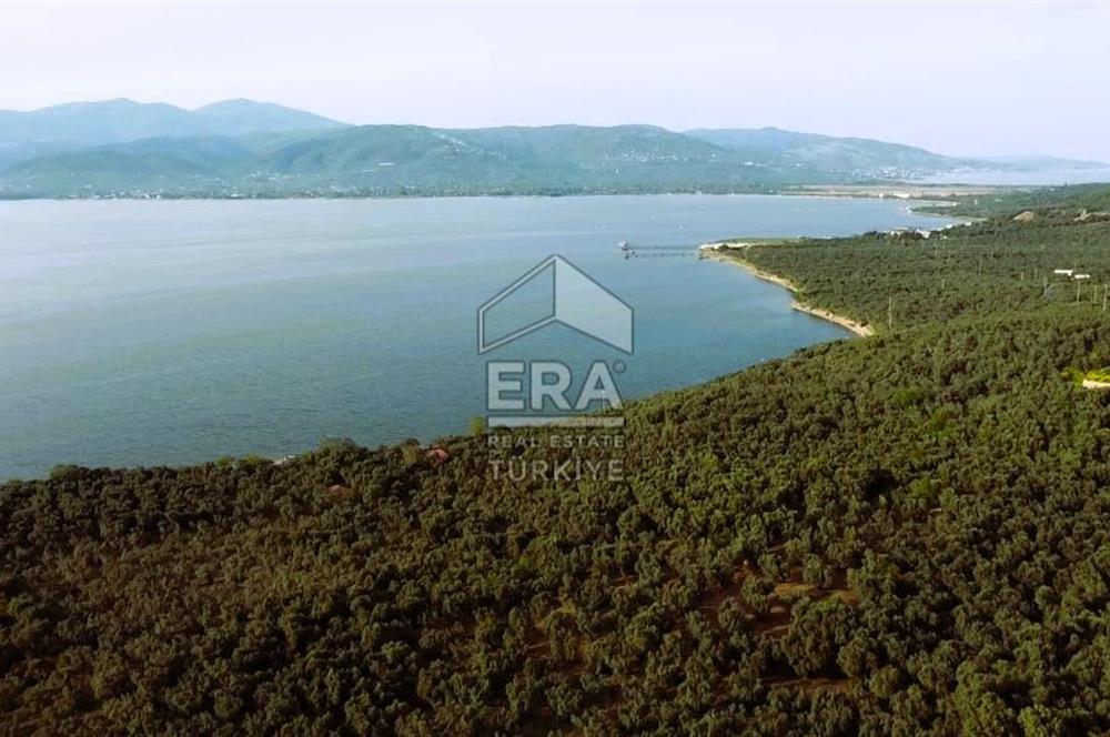 Era Söz'den Edincik'te Denize 200m Bakımlı Düz Zeytinlik