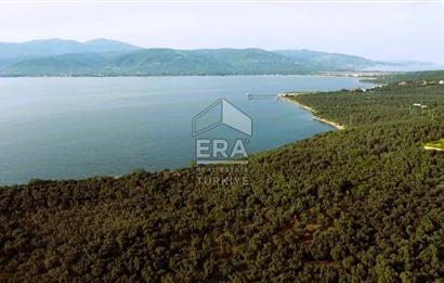 Era Söz'den Edincik'te Denize 200m Bakımlı Düz Zeytinlik