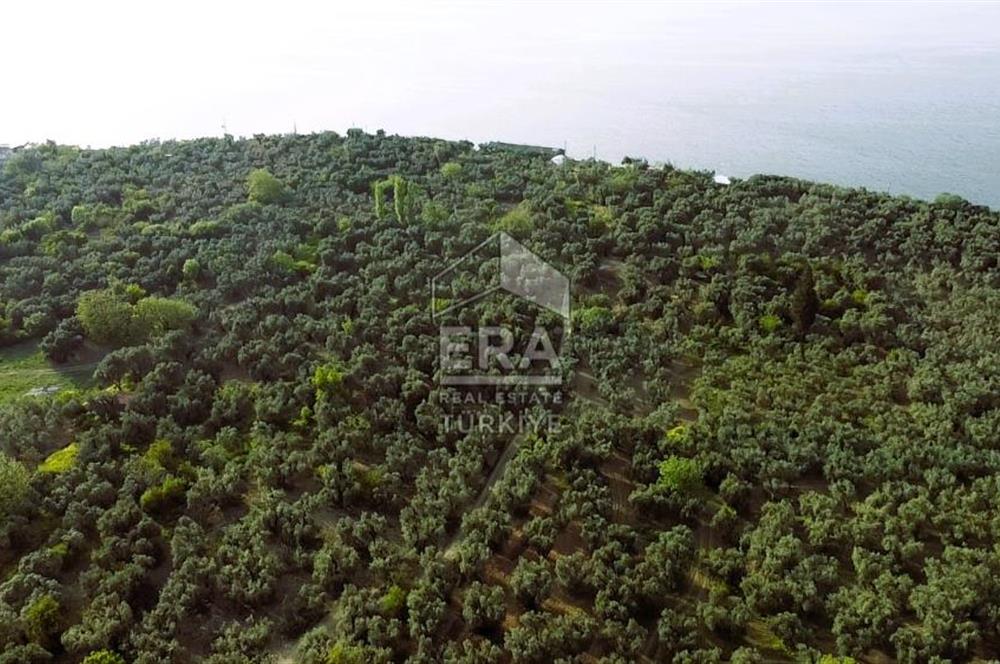 Era Söz'den Edincik'te Denize 200m Bakımlı Düz Zeytinlik