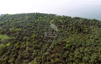 Era Söz'den Edincik'te Denize 200m Bakımlı Düz Zeytinlik