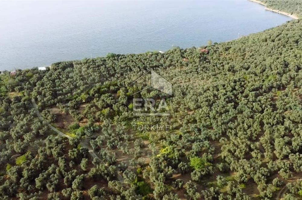 Era Söz'den Edincik'te Denize 200m Bakımlı Düz Zeytinlik