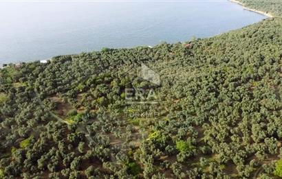 Era Söz'den Edincik'te Denize 200m Bakımlı Düz Zeytinlik