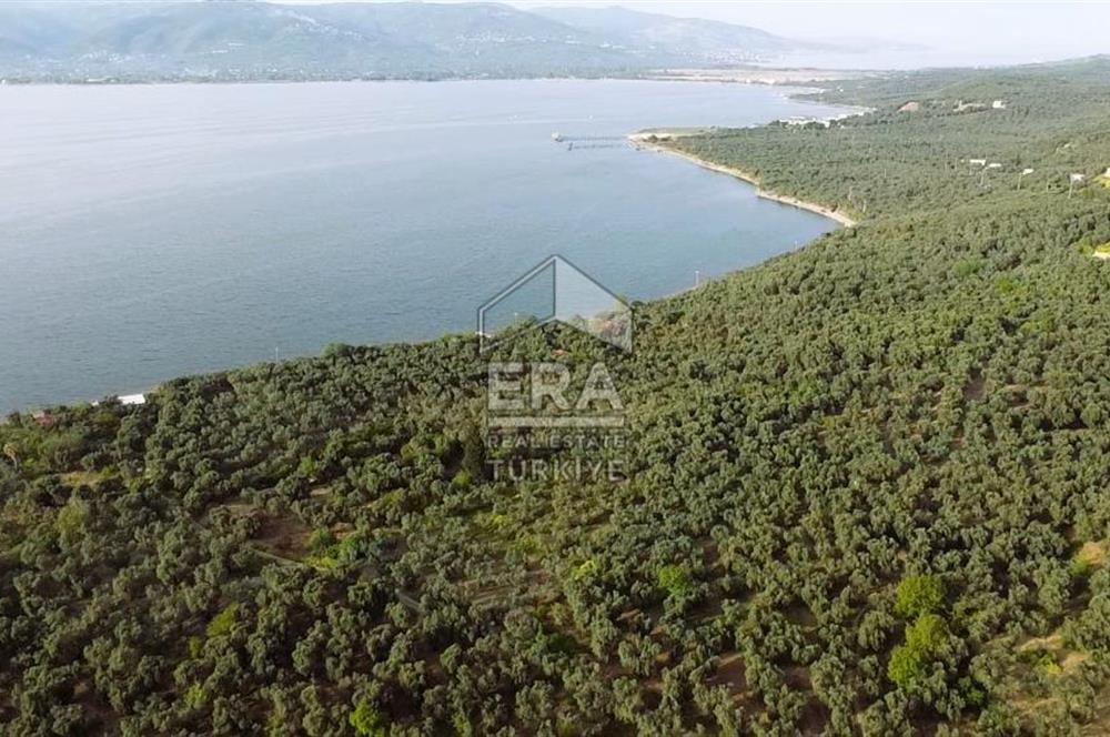 Era Söz'den Edincik'te Denize 200m Bakımlı Düz Zeytinlik