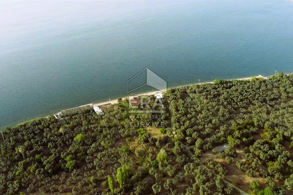 Era Söz'den Edincik'te Denize 200m Bakımlı Düz Zeytinlik