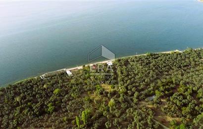 Era Söz'den Edincik'te Denize 200m Bakımlı Düz Zeytinlik