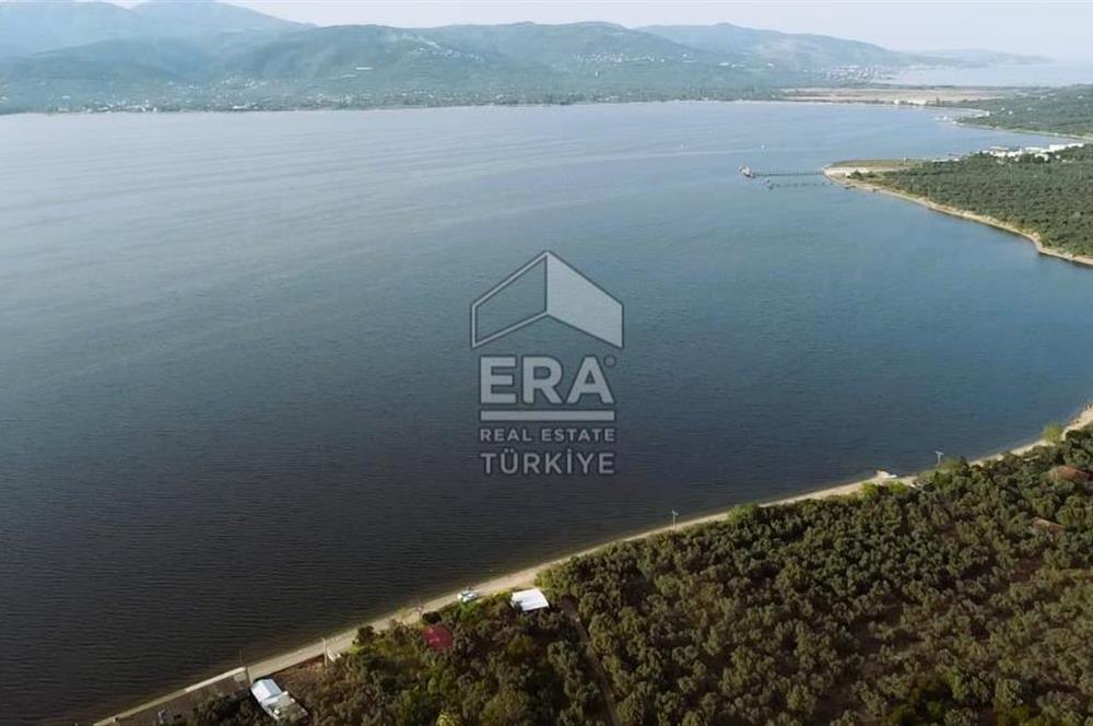 Era Söz'den Edincik'te Denize 200m Bakımlı Düz Zeytinlik