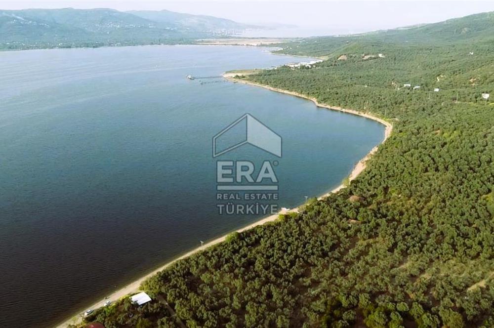 Era Söz'den Edincik'te Denize 200m Bakımlı Düz Zeytinlik