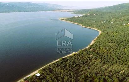 Era Söz'den Edincik'te Denize 200m Bakımlı Düz Zeytinlik