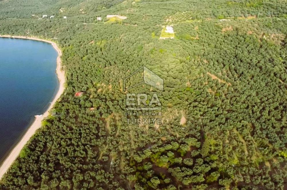 Era Söz'den Edincik'te Denize 200m Bakımlı Düz Zeytinlik