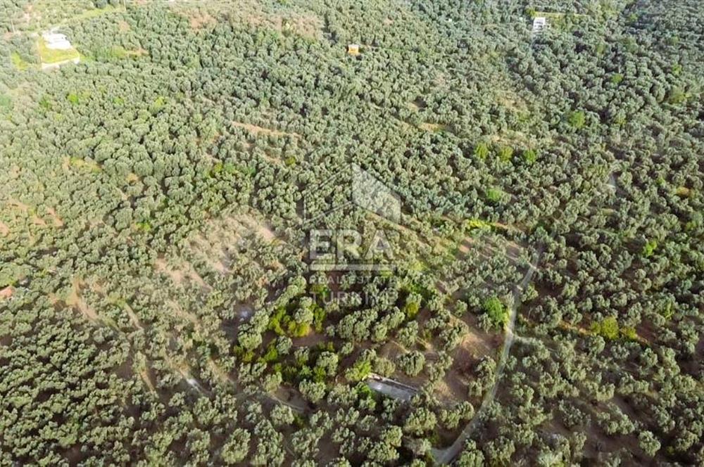Era Söz'den Edincik'te Denize 200m Bakımlı Düz Zeytinlik