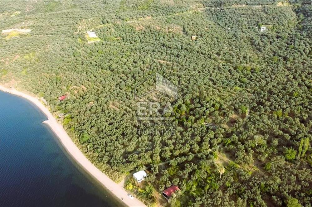Era Söz'den Edincik'te Denize 200m Bakımlı Düz Zeytinlik