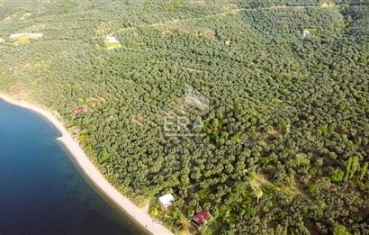 Era Söz'den Edincik'te Denize 200m Bakımlı Düz Zeytinlik