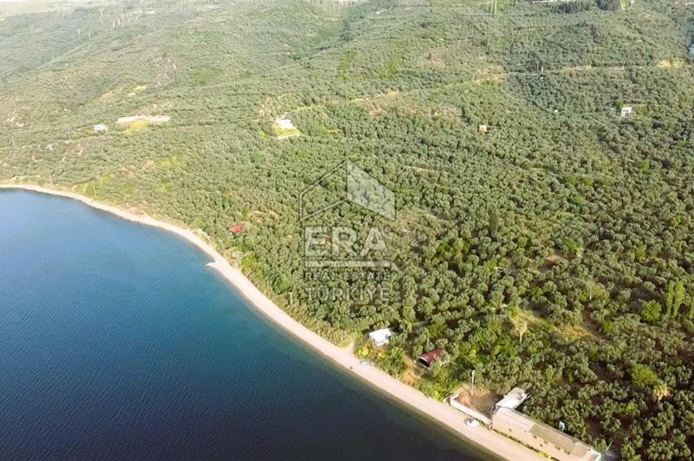Era Söz'den Edincik'te Denize 200m Bakımlı Düz Zeytinlik