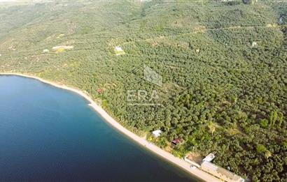 Era Söz'den Edincik'te Denize 200m Bakımlı Düz Zeytinlik
