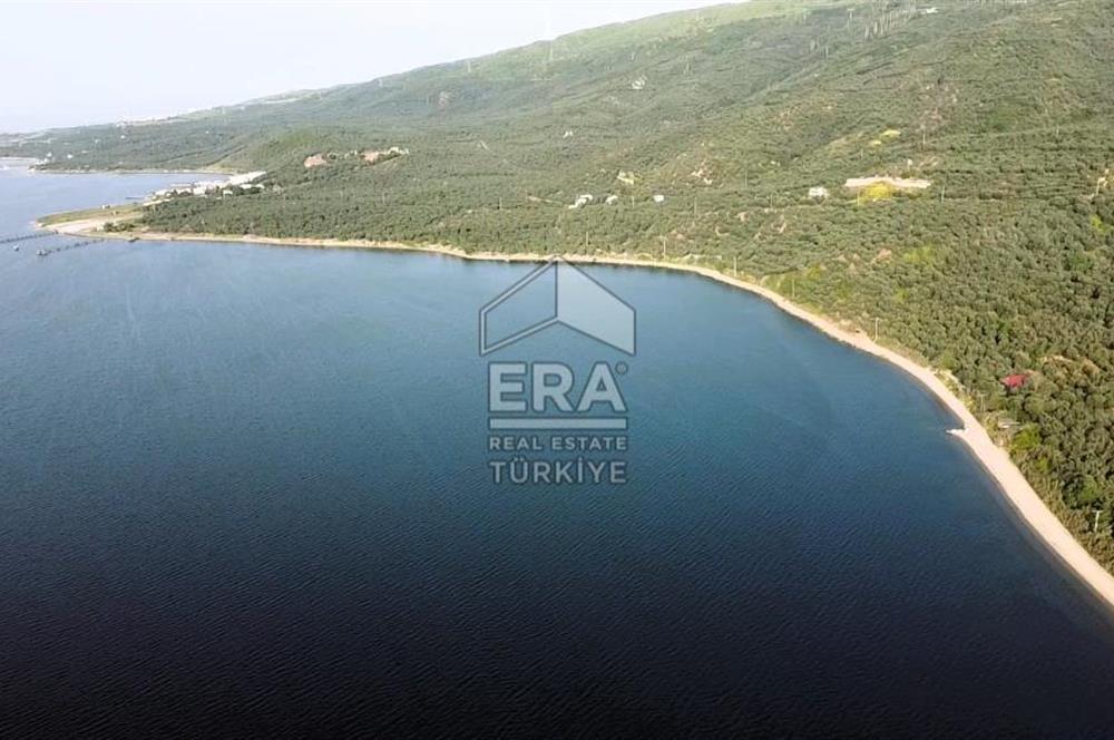 Era Söz'den Edincik'te Denize 200m Bakımlı Düz Zeytinlik